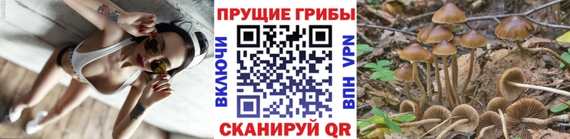 закладка  Озёрск  hydra как войти  Галлюциногенные грибы прущие грибы 